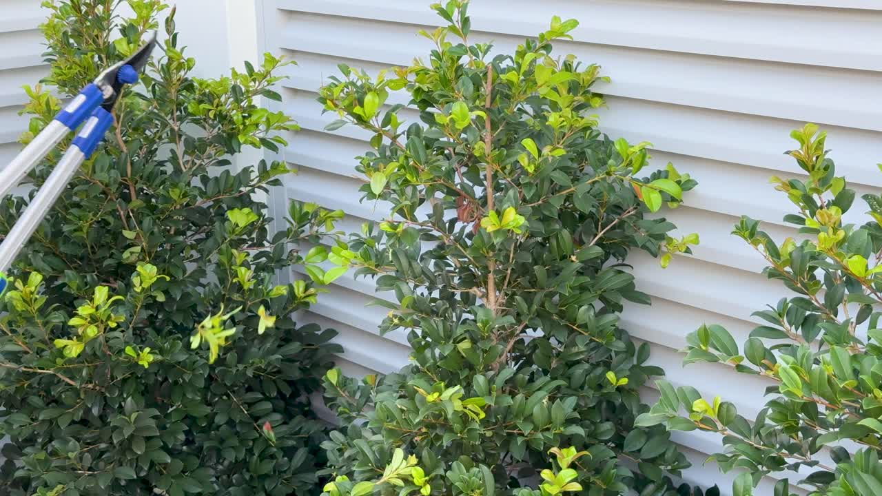 A person uses long-handled loppers to trim a leafy shrub against a white metal fence in bright daylight, with steady camera framing and natural lighting