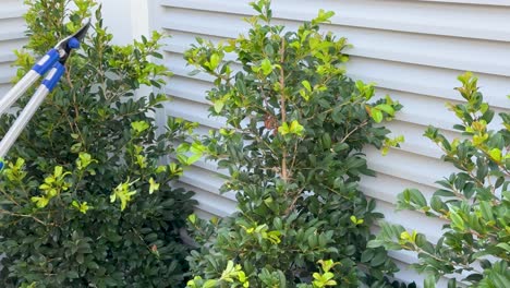 a person uses long-handled loppers to trim a leafy shrub against a white metal fence in bright daylight, with steady camera framing and natural lighting