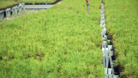 seedlings of pine. young pine shoots growing in large greenhouse