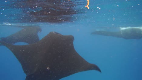 many mantarays have gathered close to the surface to feed on plankton