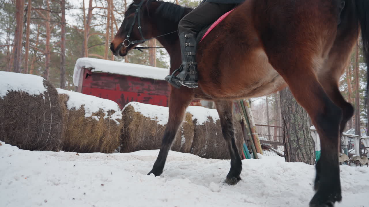 Всадник верхом на коричневой лошади в заснеженном сосновом лесу: всадник в шлеме едет по устойчивой тропе во время зимней тренировки, на лошади красный вальтрап и кожаные сапоги, спокойный темп и виднеется деревенский амбар