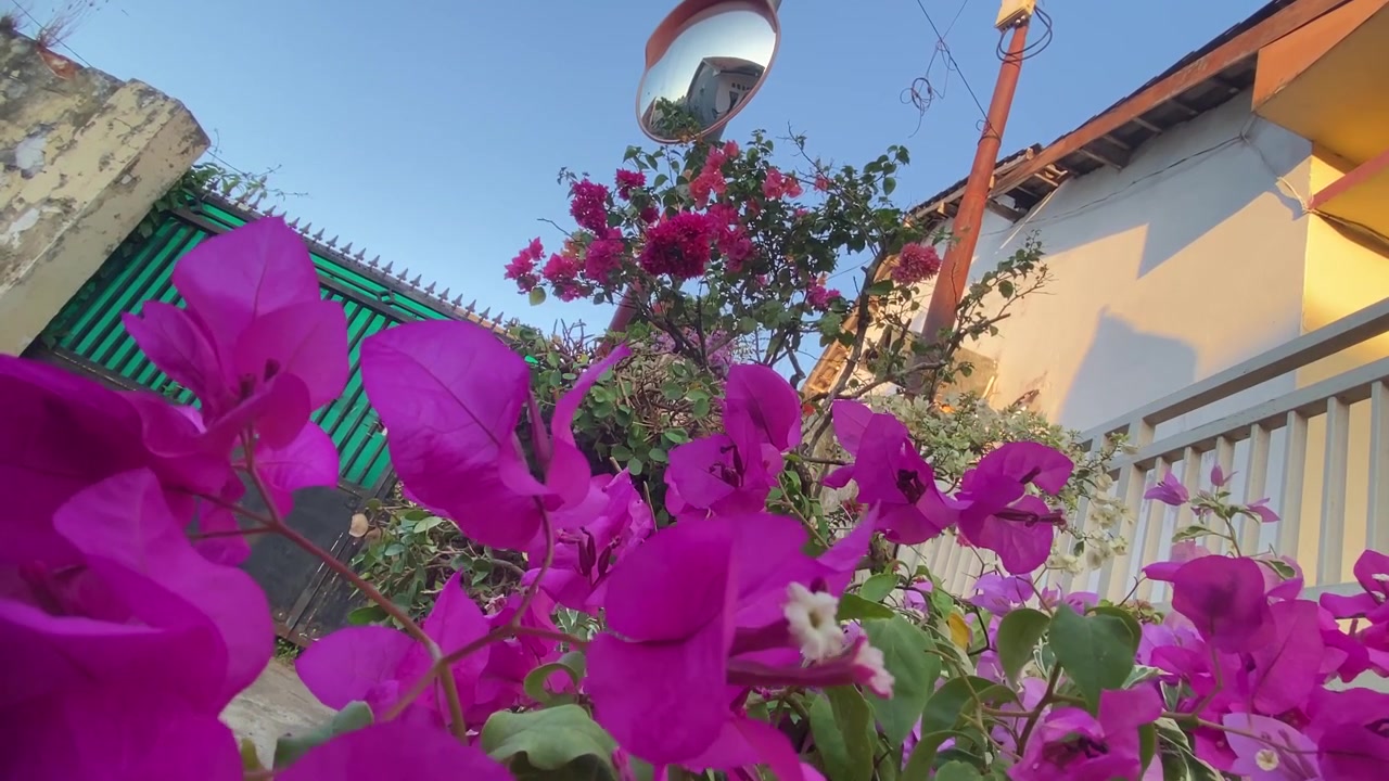 Flores de Buganvília Roxas Vibrantes Balançando Suavemente em um Jardim