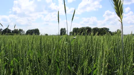 Wheat-field-growing,-sky-clouds
