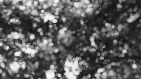 black and white bokeh in motion