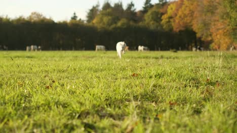 Zeitlupenaufnahme-Eines-Weißen-Hundes,-Der-Auf-Einem-Feld-Mit-Kühen-Im-Hintergrund-Auf-Die-Kamera-Zuläuft