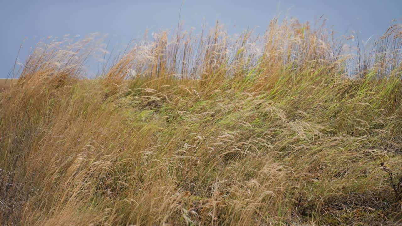 모래 언덕의 높은 황금 잔디는 부드럽게 바람에 흔들리고, 넓은 파란 하늘 아래 평화로운 순간을 포착합니다.