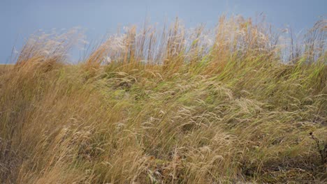 tall golden grass on the sandy dunes gently sways in the wind, capturing a peaceful moment under the wide blue sky