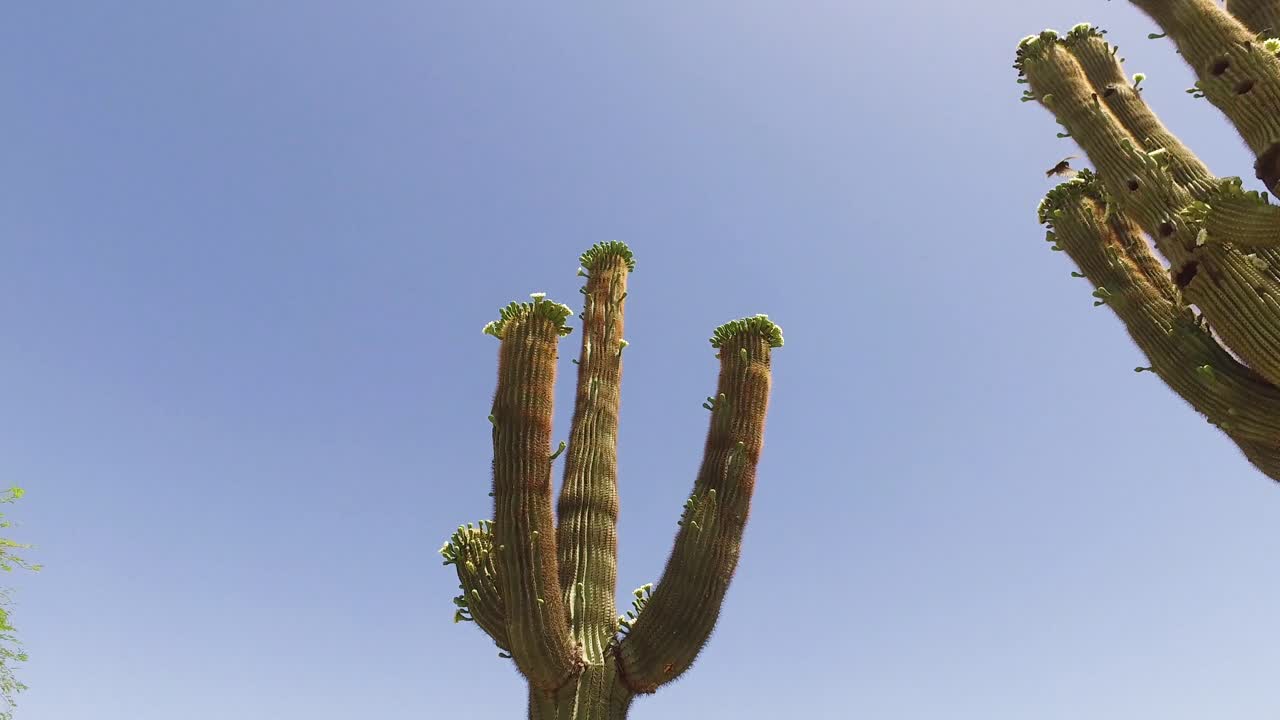 cacerola de cacto saguaro a árbol de paloverde en el campo de golf greyhawk, scottsdale, arizona