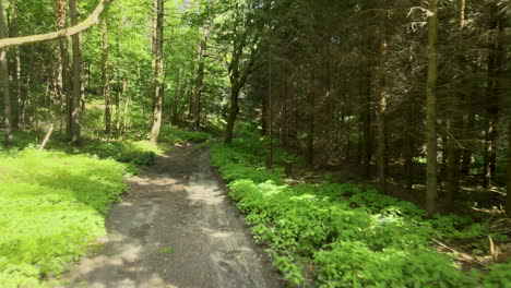 Ascending-shot-of-natural-path-in-forest-between-many-trees-during-sunlight