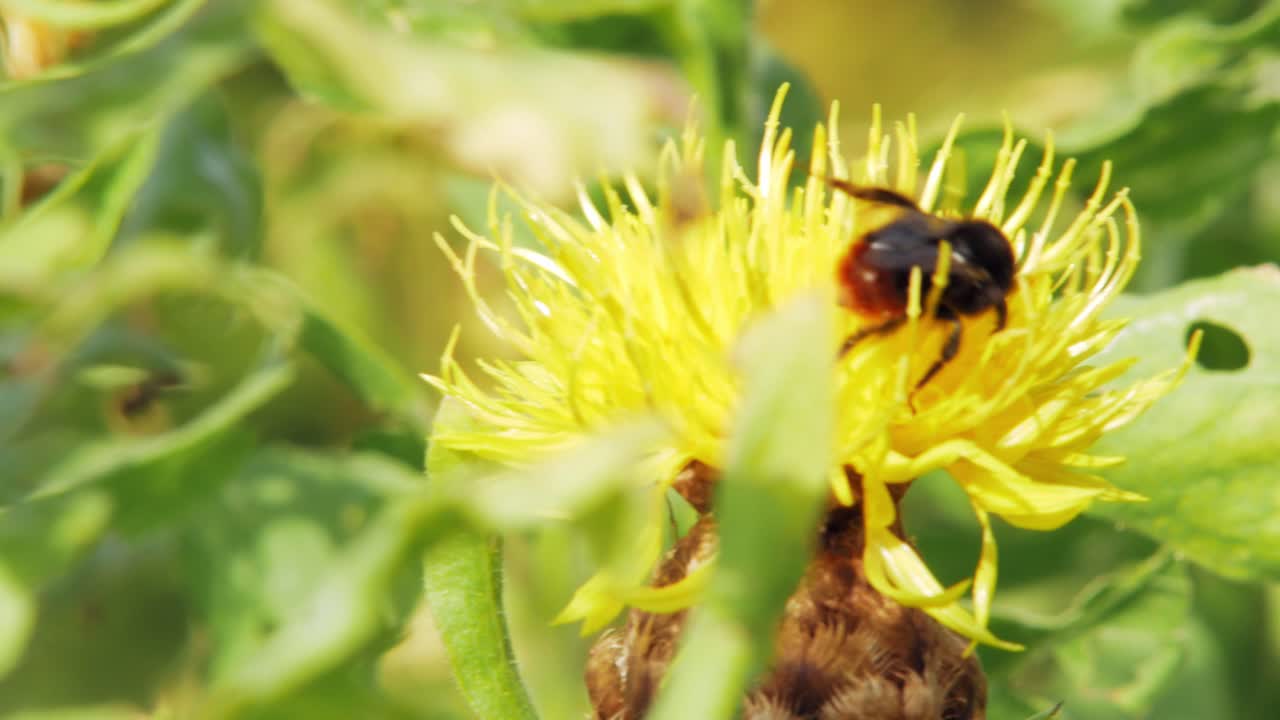 un abejorro camina sobre una flor amarilla en busca de comida y luego se va