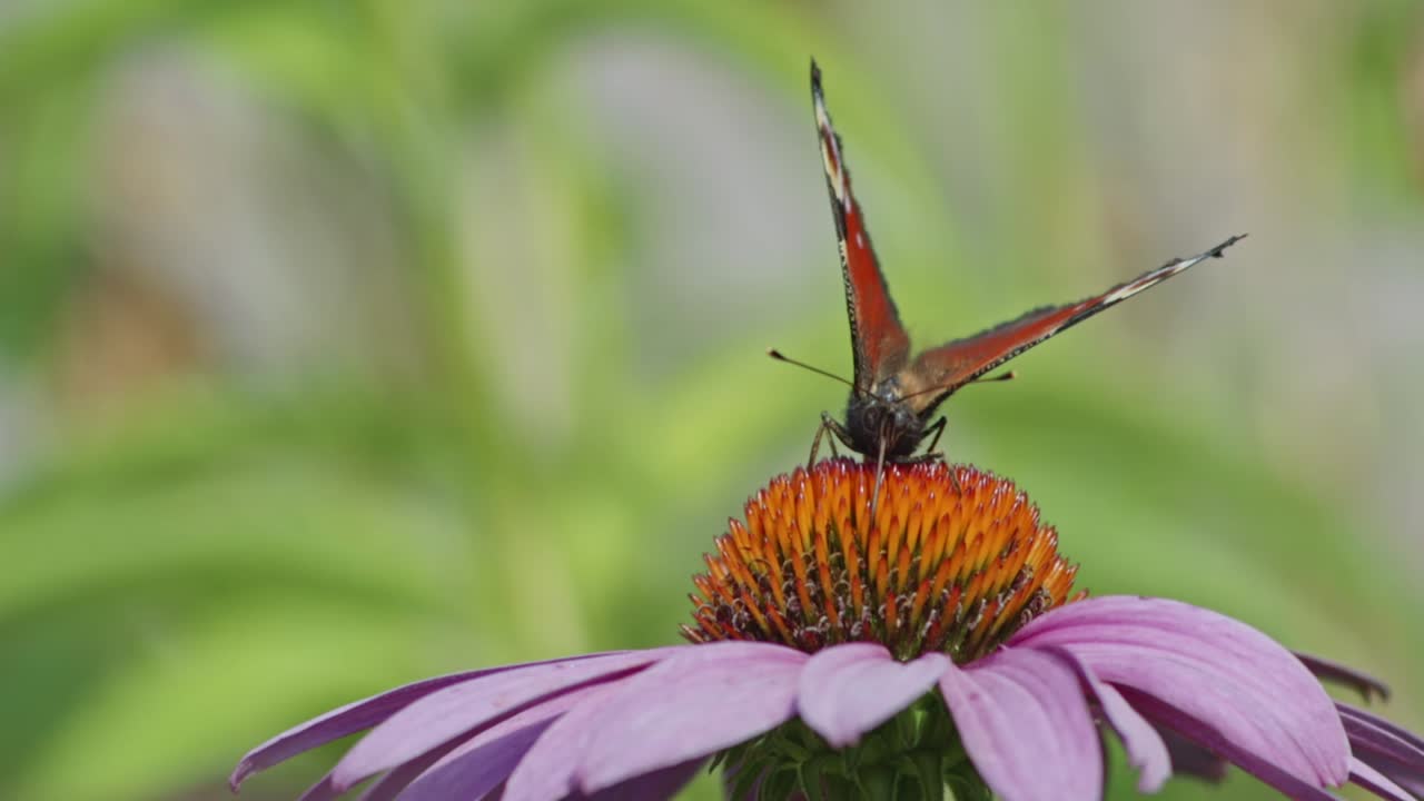 Small Tortoiseshell Butterfly eating Nectar From orange Coneflower - macro static shot