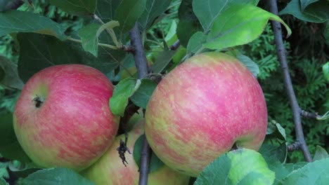 primer plano de manzanas orgánicas en una rama de manzano moviéndose a la brisa del viento en un día ventoso y nublado