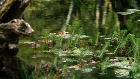 reflections in a natural pond with aquatic plants in the water. a peaceful place to meditate.