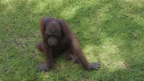 male adult orangutan sitting on the grass under the shade of a tree