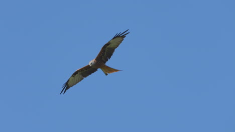 wild red kite predator soaring in blue sky and hunting for prey at sunlight - slow motion tracking shot