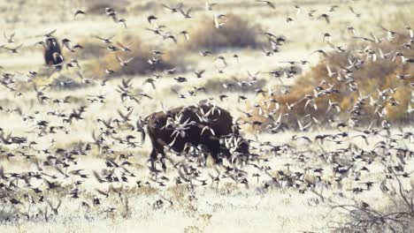 cowbirds and starlings follow the bison herds