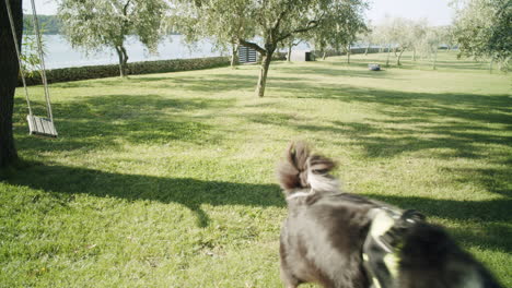 dow walking in a garden