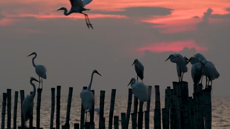 The-Great-Egret,-also-known-as-the-Common-Egret-or-the-Large-Egret