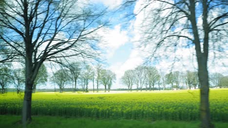 beautiful scenery of green fields and trees in kashubia, eastern pomerania, poland