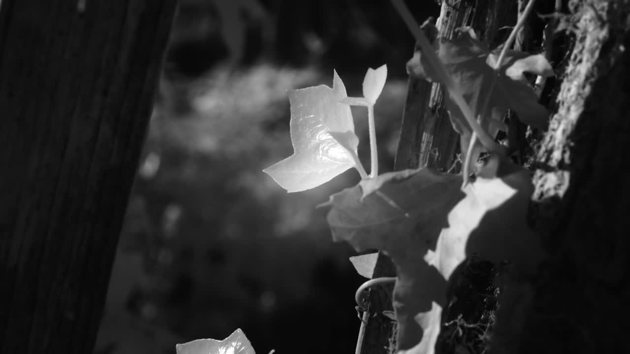 A unique infrared closeup of a single leaf glowing under bright sunlight in a dark forest setting. Perfect for scientific, artistic, or naturethemed projects