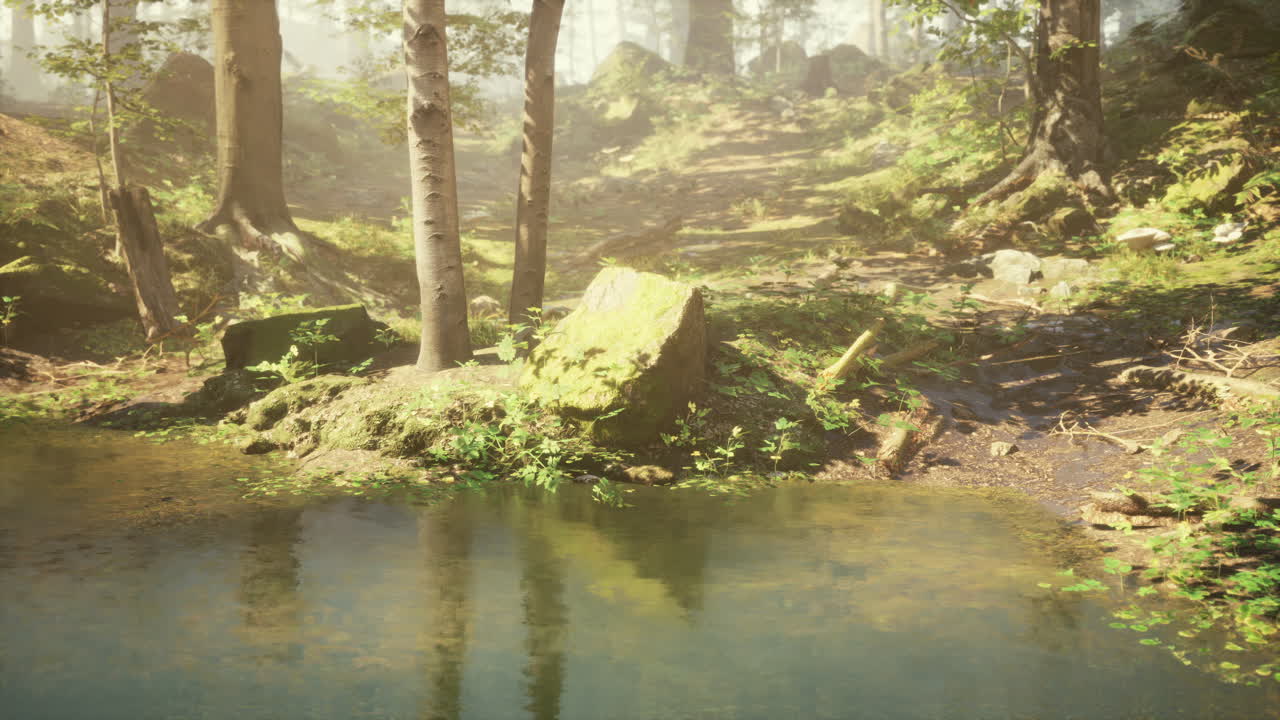 lagoa de floresta tranquila