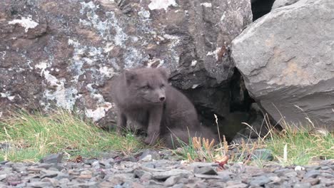 closeup of arctic fox in summer morph