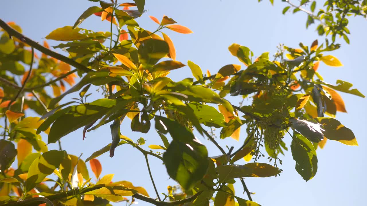 봄 동안 꽃이 있는 아보카도 나무 가지, 햇빛을 받는 새로운 주황색과 녹색 잎