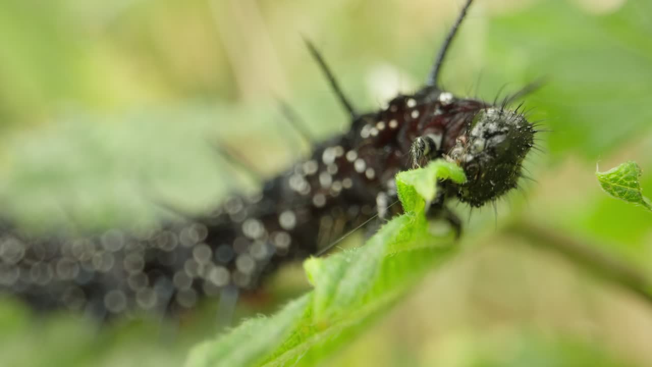 Peacock butterfly caterpillar on stem establishing natural insect detailed life feeding and crawling