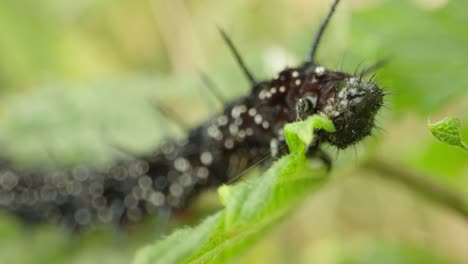 peacock butterfly caterpillar on stem establishing natural insect detailed life feeding and crawling