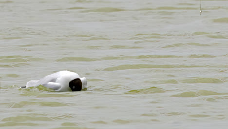 Black-headed-gull-in-coastal-waters,-Lincolnshire-marshlands-UK