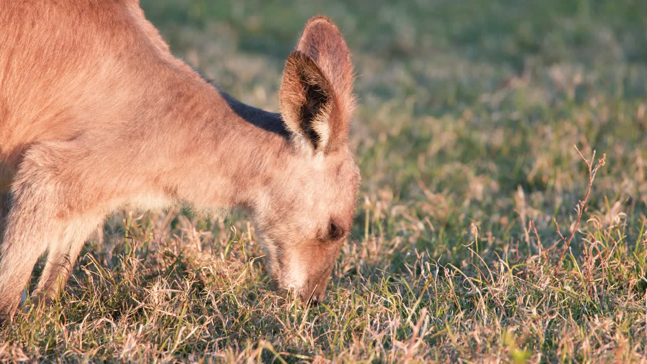 A young kangaroo joey grazes on grass in a sunlit field, captured in close-up with warm, natural sunset lighting and steady camera framing