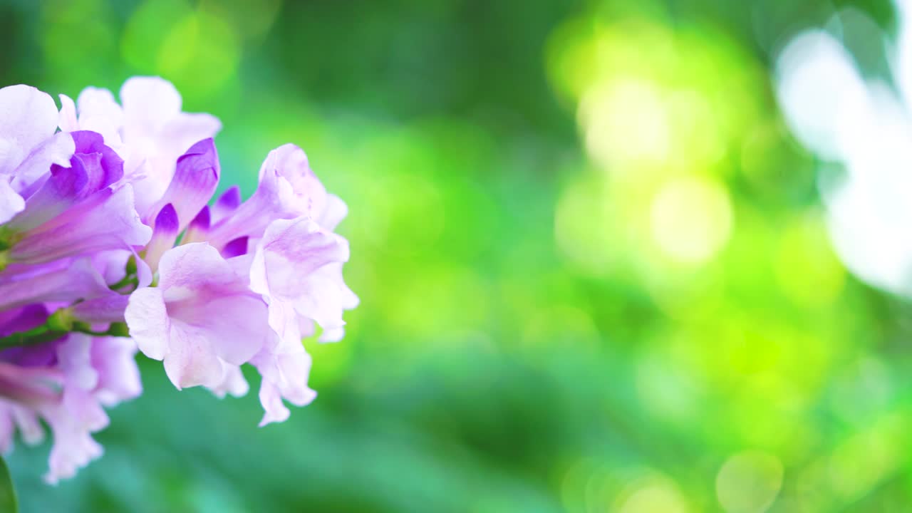 추상적인 보케는 흐릿하고 빛은 자연 열대 숲의 배경에서 누출됩니다.