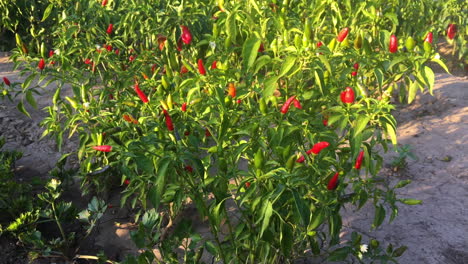 Red-hot-chili-peppers.-Spicy-food.-Organic-ingredients