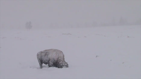 bison buffalo graze and walk in yellowstone national park in winter 2