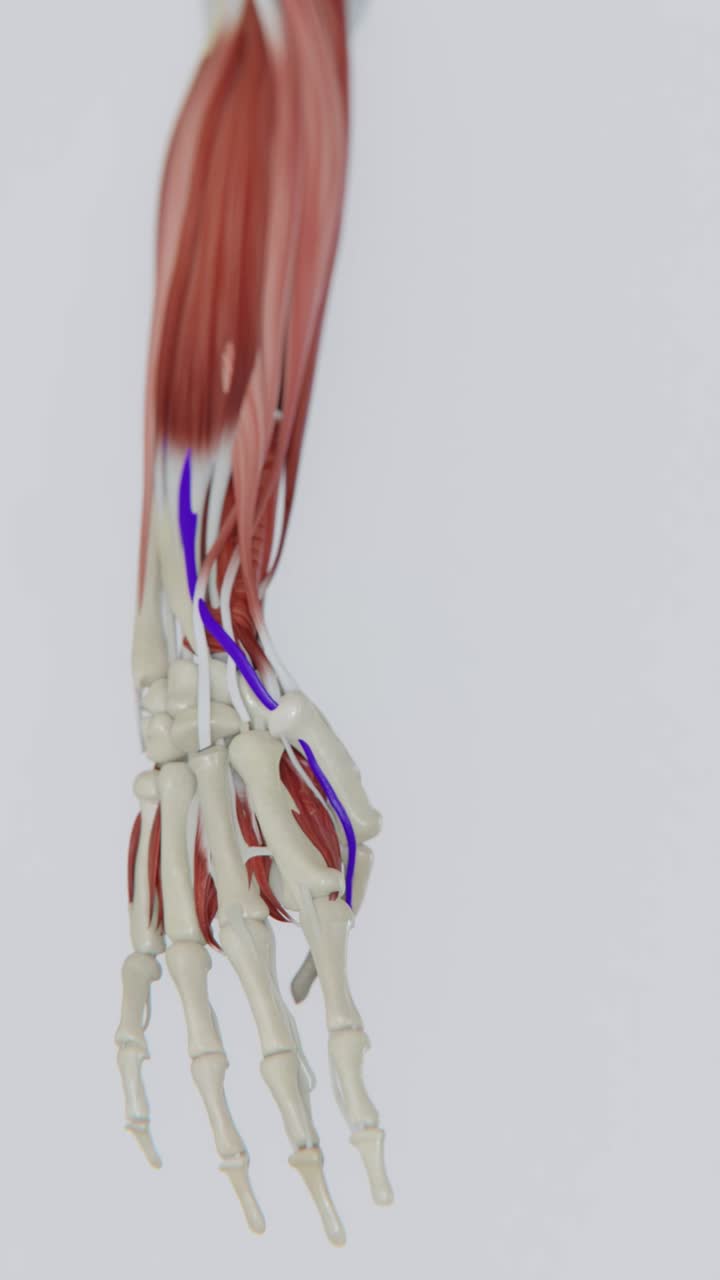 Finkelstein Test Video | Diagnosis of De Quervain's disease diagnosis Vertical Video