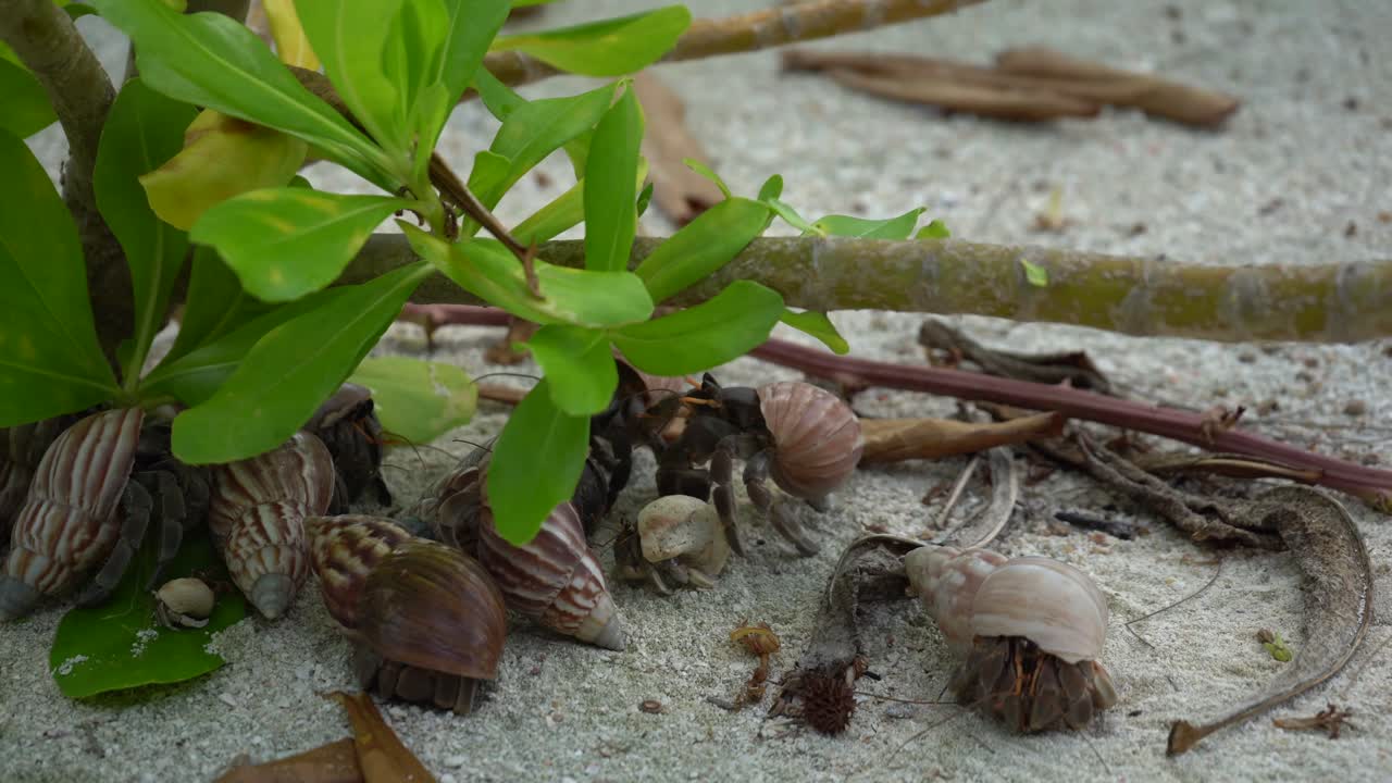 태국 안다마네 해의 모래 해변에서 그림자 에서 휴식을 취하는 고향 크래브 가족