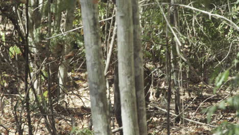 Fosa-Masculina-Desaparece-En-La-Maleza-En-El-Bosque-Seco,-Vista-Desde-Atrás