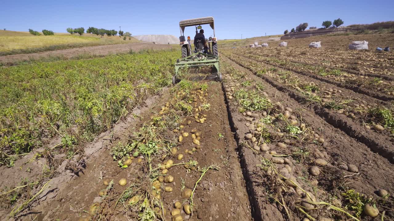 hora de la cosecha en el campo de patatas.