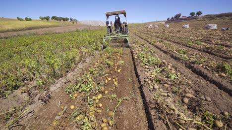 harvest time in the potato field.