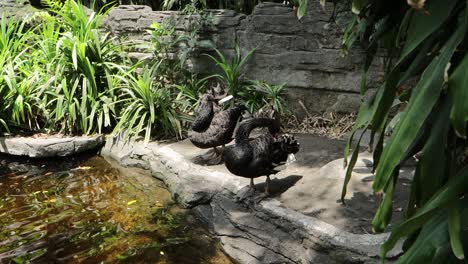 black swan preening by the pond in lush natural habitat