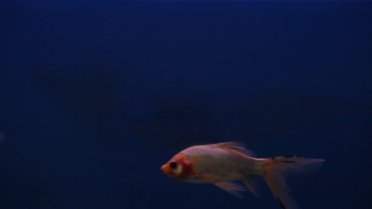 Pesce Shubunkin nuota avanti e indietro nell'inquadratura nel suo acquario appena allestito-2