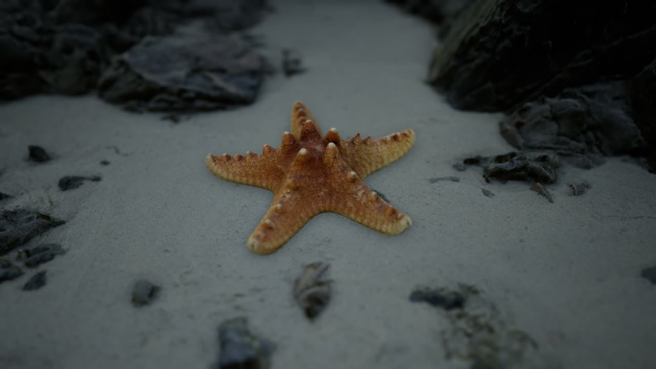 estrellas de mar en la playa de arena al atardecer