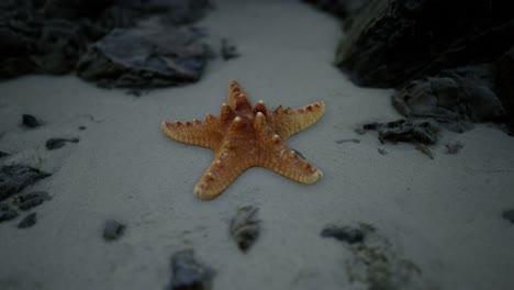 Starfish-on-sandy-beach-at-sunset