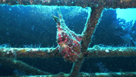 brightly colored frogfish hanging upside down on a shipwreck