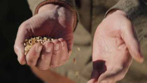 Farmer-inspects-his-crop-of-hands-hold-ripe-wheat-seeds.