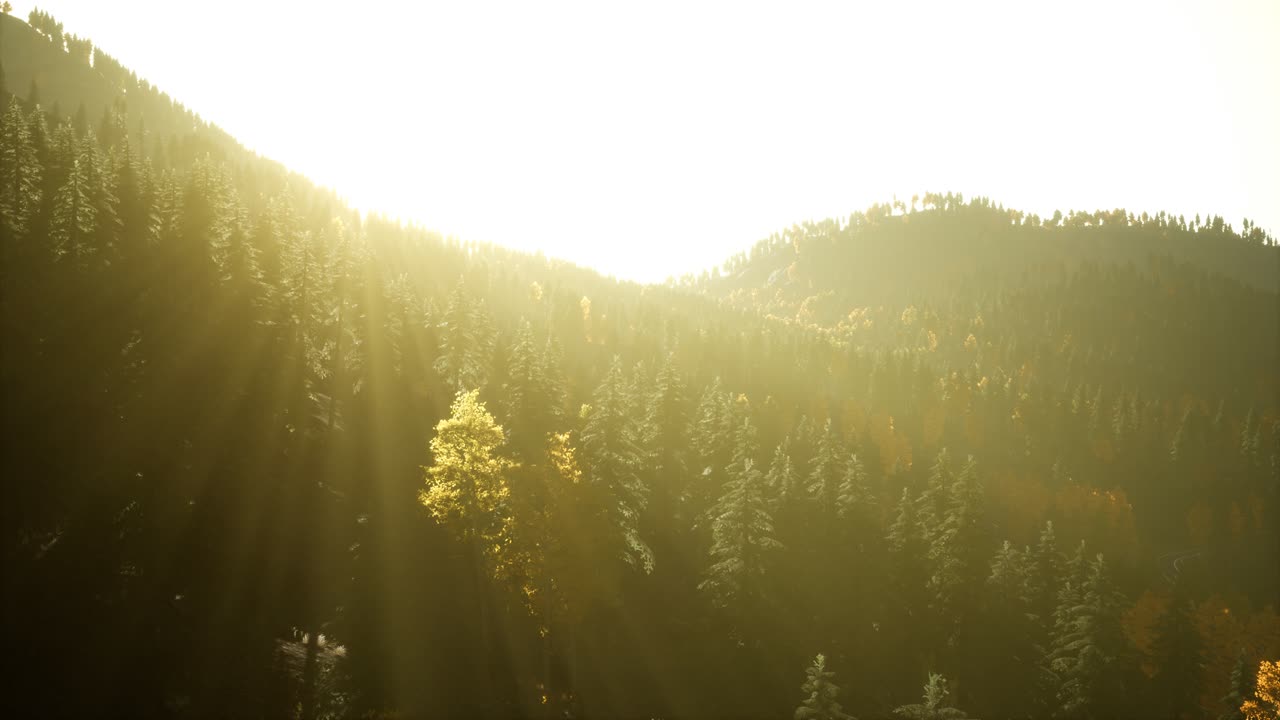 해질녘 산에 있는 소나무 숲 위로 공중 드론 보기 비행