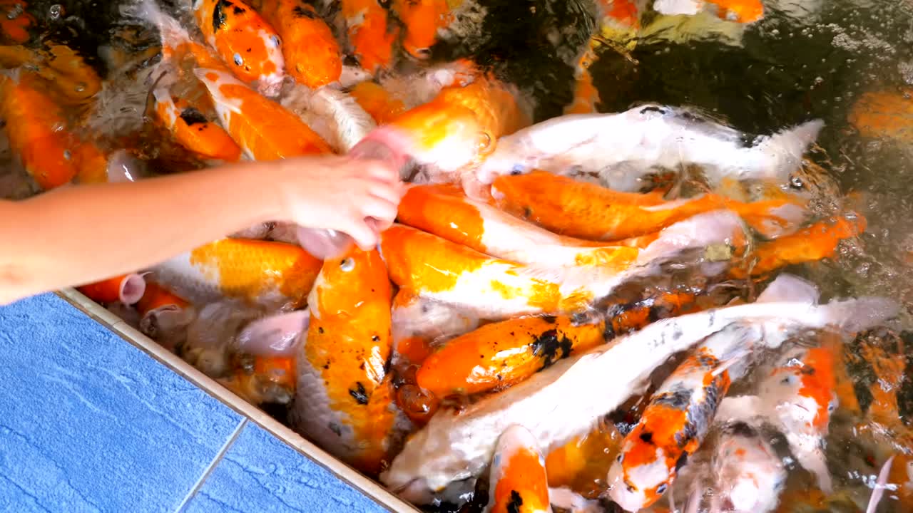 다채로운 일본 은 카프를 침대가 있는 병에서 먹이는 태국