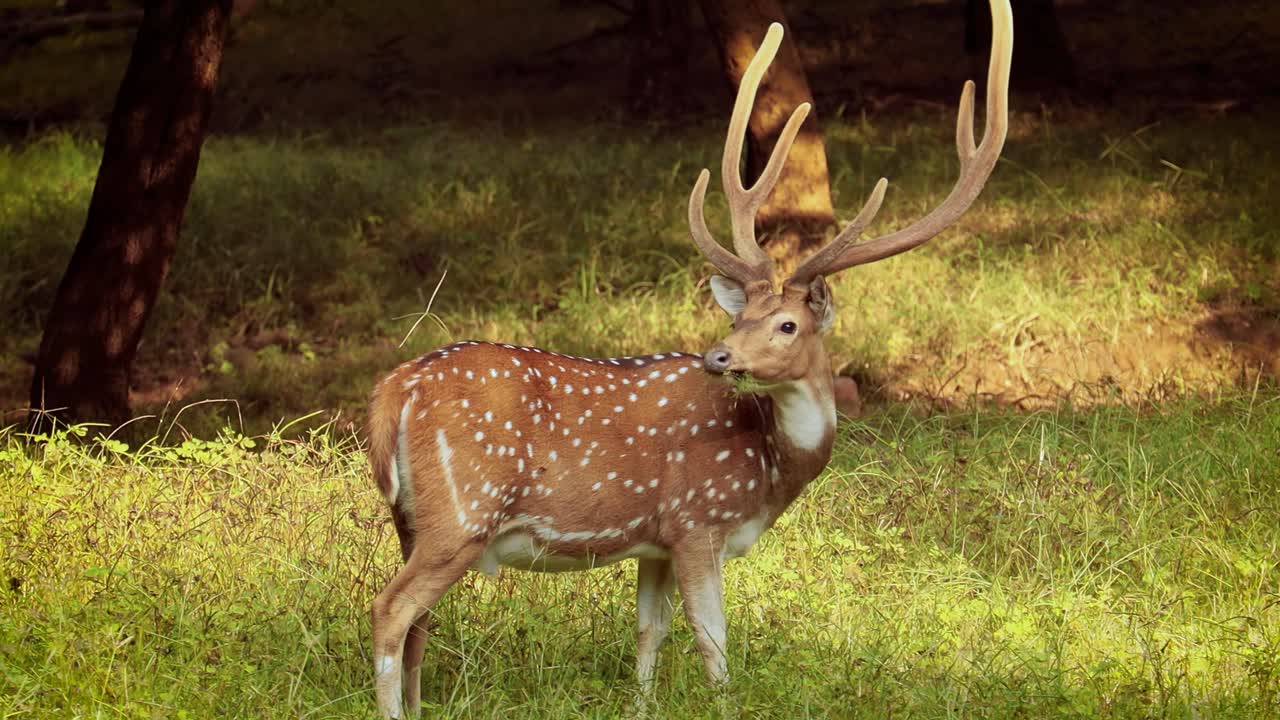 chital o cheetal, también conocido como venado manchado, venado chital y venado de eje, es una especie de venado que es nativa del subcontinente indio. parque nacional de ranthambore sawai madhopur rajasthan india