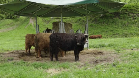 Las-Vacas-De-Las-Tierras-Altas-Cuentan-Con-Una-Apariencia-Majestuosa-Con-Abrigos-Peludos,-Cuernos-Impresionantes