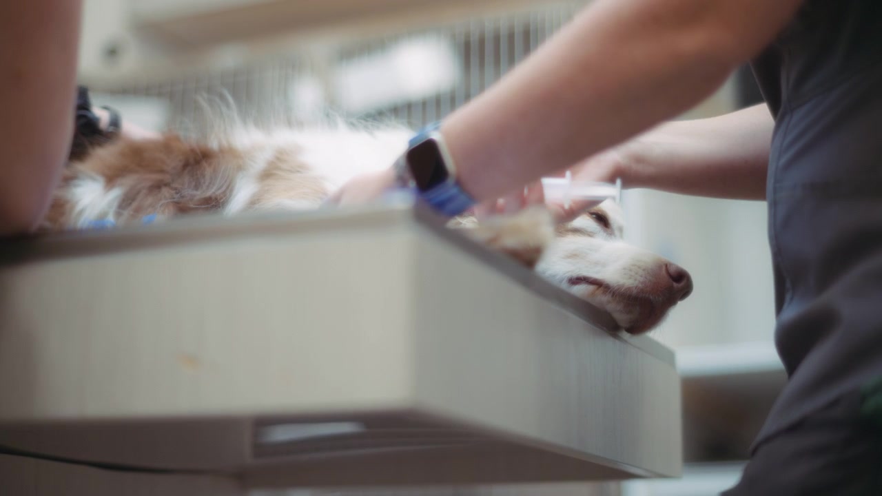 Cane che riceve un'iniezione prima dell'intervento chirurgico.